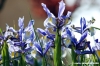 iris1