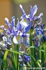 iris2