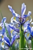 iris3