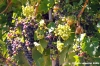 jesi_vigna_verdicchio01