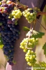 jesi_vigna_verdicchio02