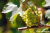 jesi_vigna_verdicchio03