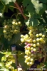 jesi_vigna_verdicchio06