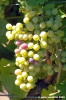 jesi_vigna_verdicchio07