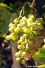 jesi_vigna_verdicchio08