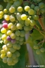 jesi_vigna_verdicchio09