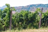 jesi_vigna_verdicchio15