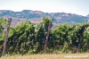 jesi_vigna_verdicchio16