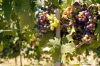 jesi_vigna_verdicchio18