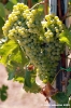jesi_vigna_verdicchio19