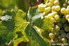 jesi_vigna_verdicchio22