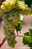 jesi_vigna_verdicchio25