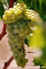 jesi_vigna_verdicchio27