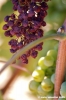 jesi_vigna_verdicchio28