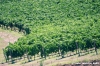 jesi_vigna_verdicchio30