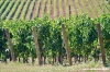 jesi_vigna_verdicchio31