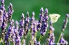 lavanda_farfalla01