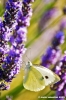 lavanda_farfalla07