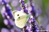 lavanda_farfalla09