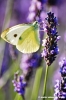 lavanda_farfalla12