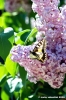 lilla_farfalla12
