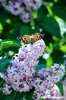 lilla_farfalla4
