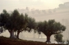 loreto_campagna5