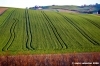 loro_piceno11