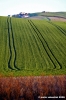 loro_piceno12
