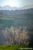 loro_piceno17