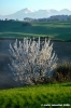 loro_piceno19