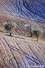 loro_piceno22