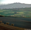 loro_piceno32