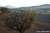 loro_piceno33