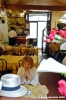 macerata_osteria_fiori10