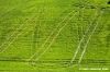 massa_fermana_campagna1