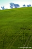 massa_fermana_campagna2