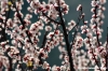 monsampietro_morico01