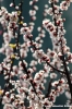monsampietro_morico03