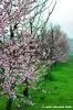 monsano07