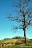 montappone_montestalio1