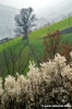 montefeltro09