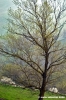 montefeltro27