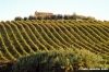 montelupone_vigna1