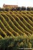 montelupone_vigna2