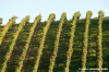 montelupone_vigna3