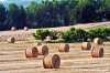 osimo_campagna