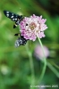 parco_conero059