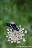 parco_conero062