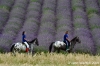 parco_conero073
